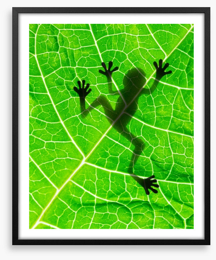 Frog on the leaf