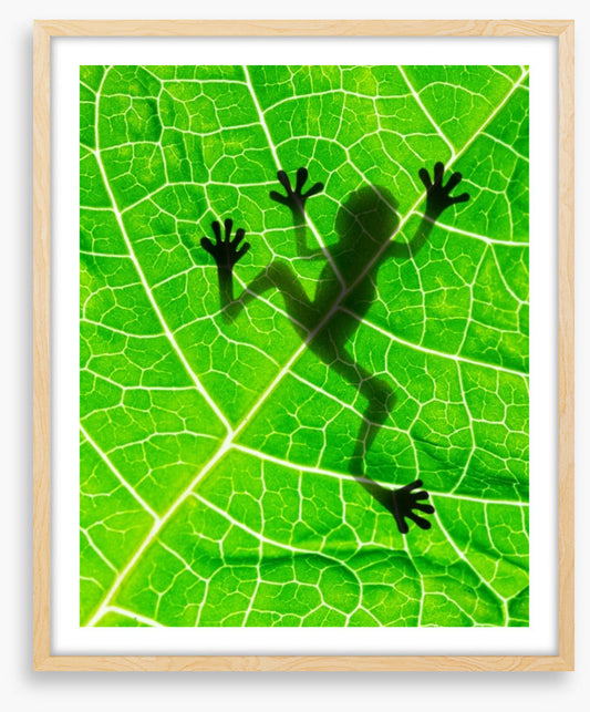 Frog on the leaf