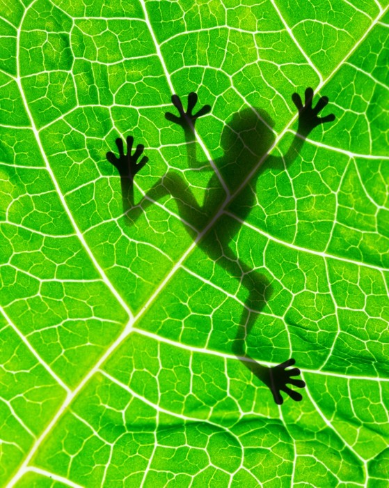 Frog on the leaf