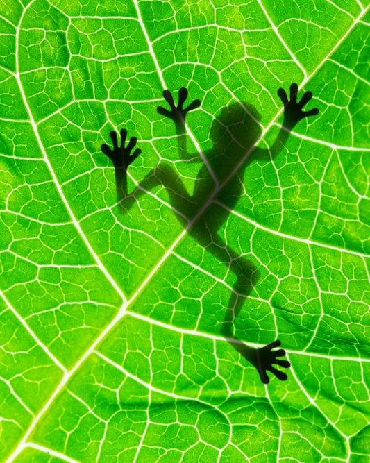 Frog on the leaf