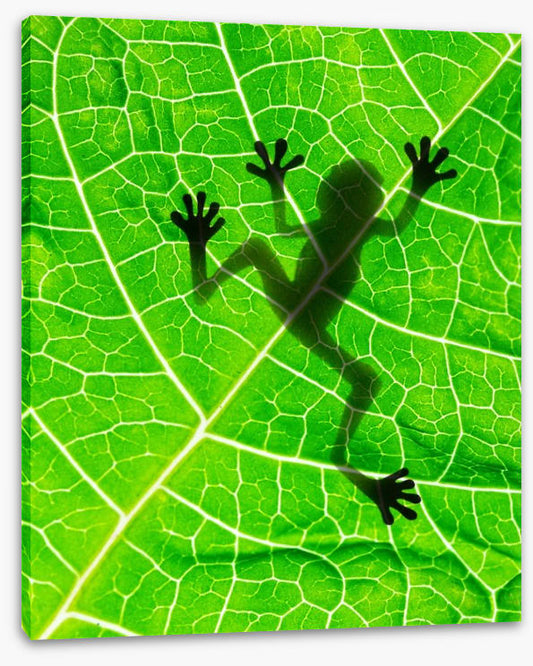 Frog on the leaf