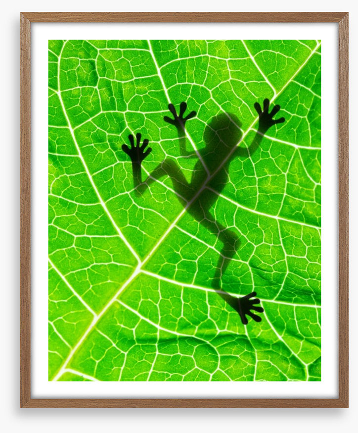 Frog on the leaf