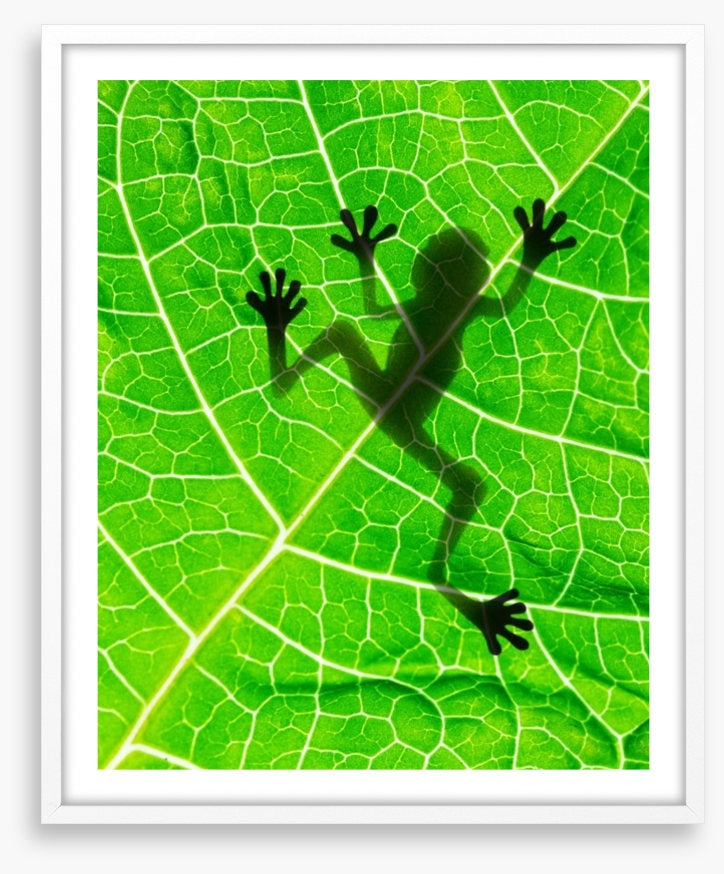 Frog on the leaf