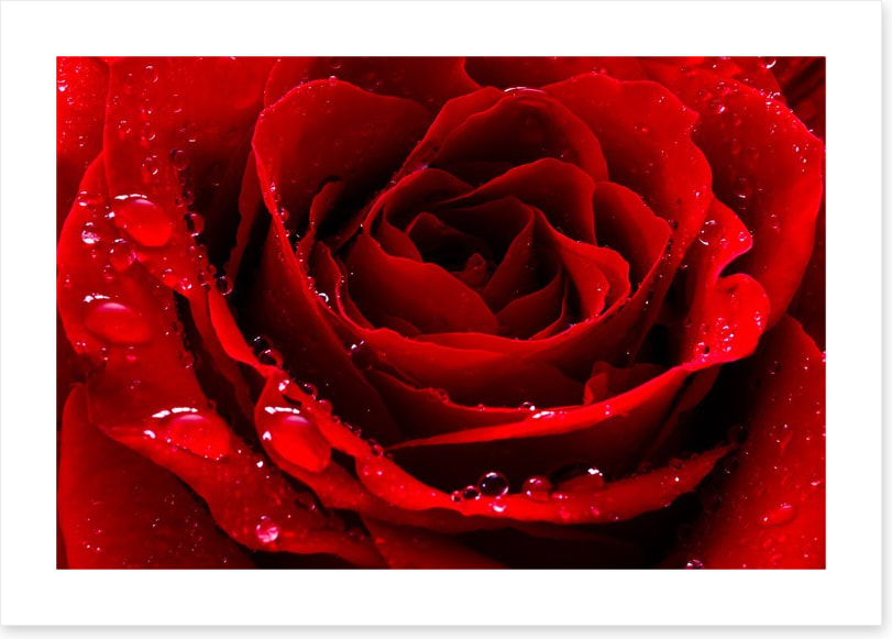 The red rose