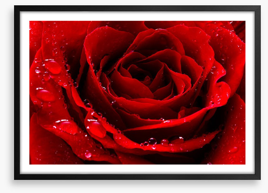 The red rose