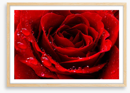 The red rose