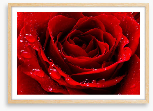 The red rose