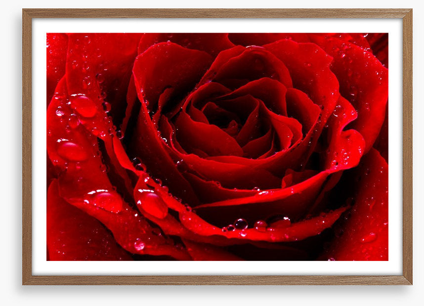 The red rose