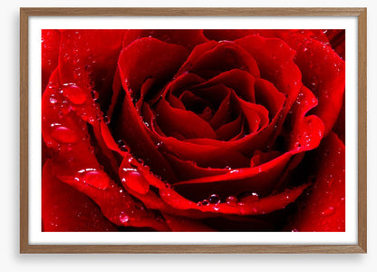 The red rose