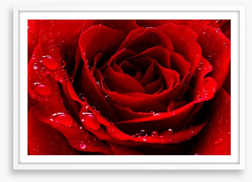 The red rose