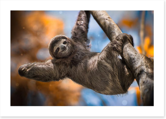 Swinging sloth