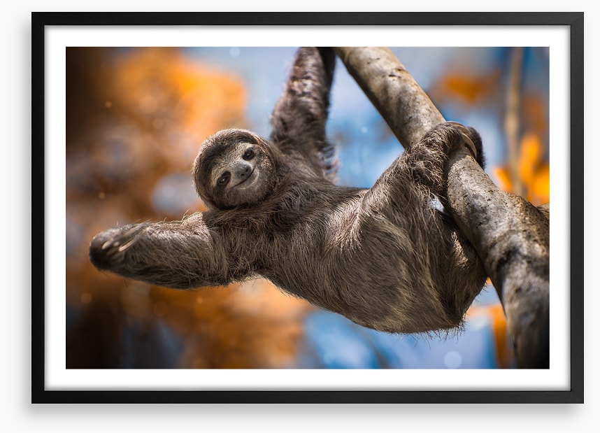 Swinging sloth
