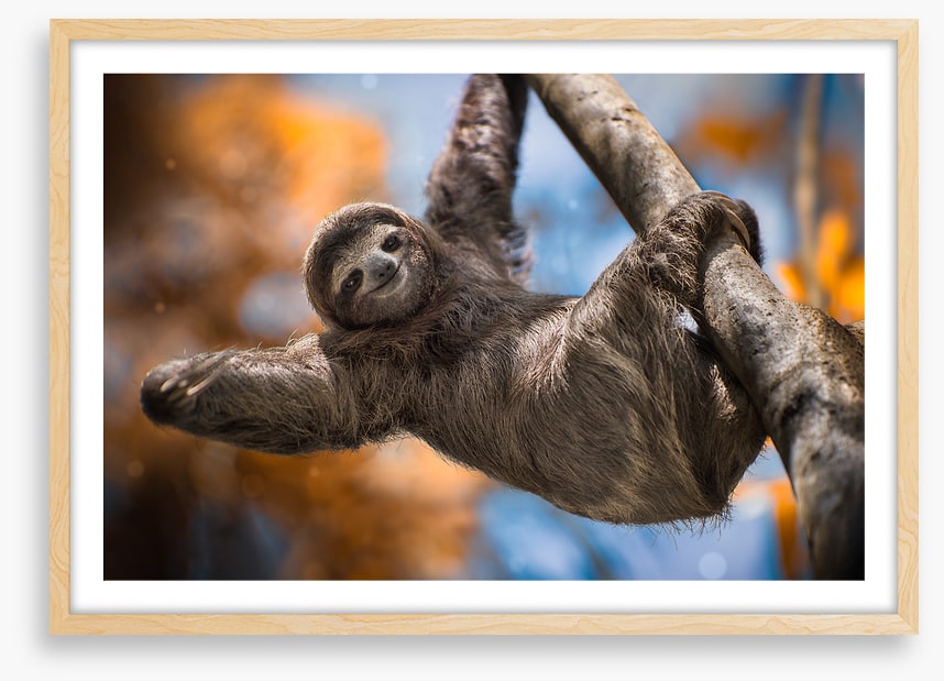 Swinging sloth