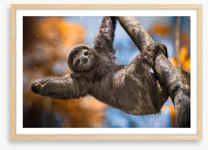 Swinging sloth