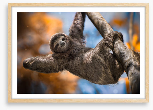 Swinging sloth