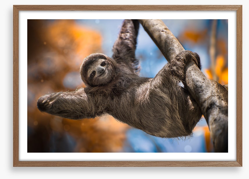 Swinging sloth