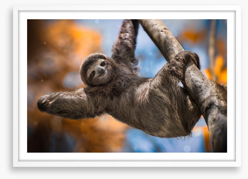 Swinging sloth