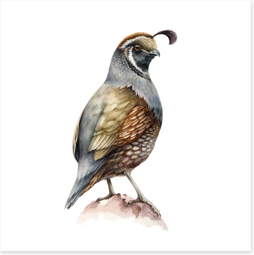 Birds