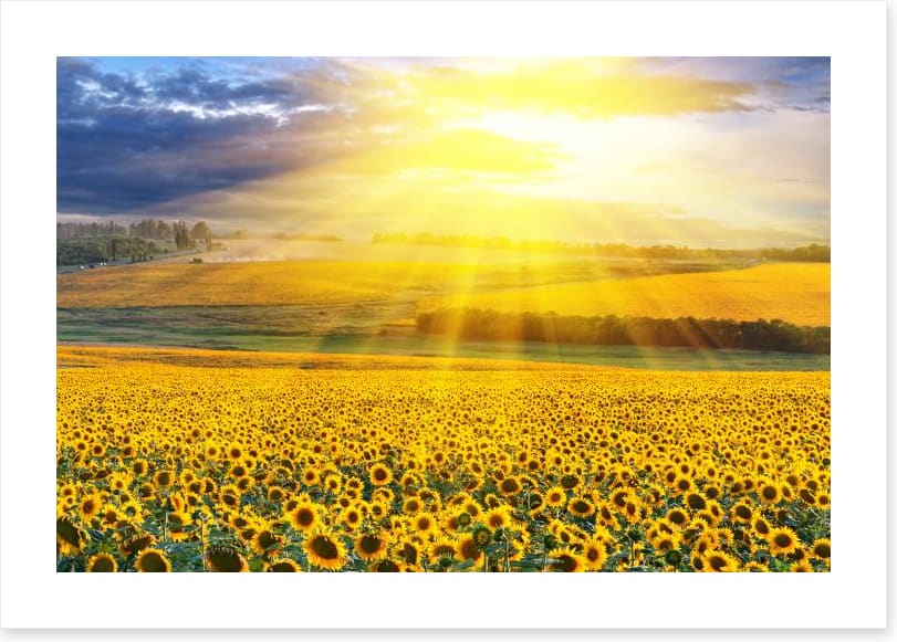 Sunflower field sunset