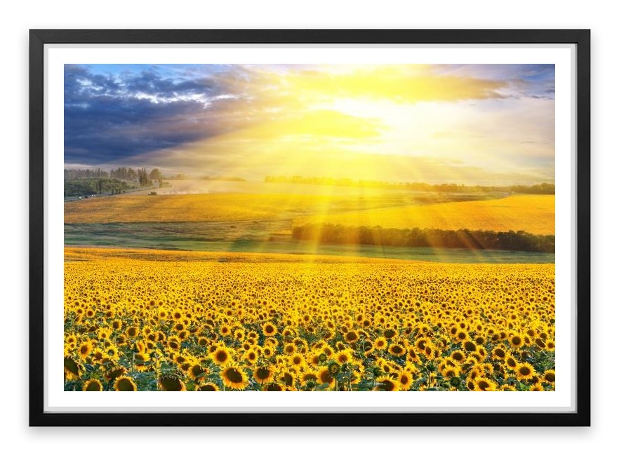 Sunflower field sunset