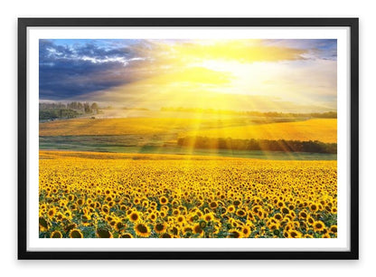Sunflower field sunset