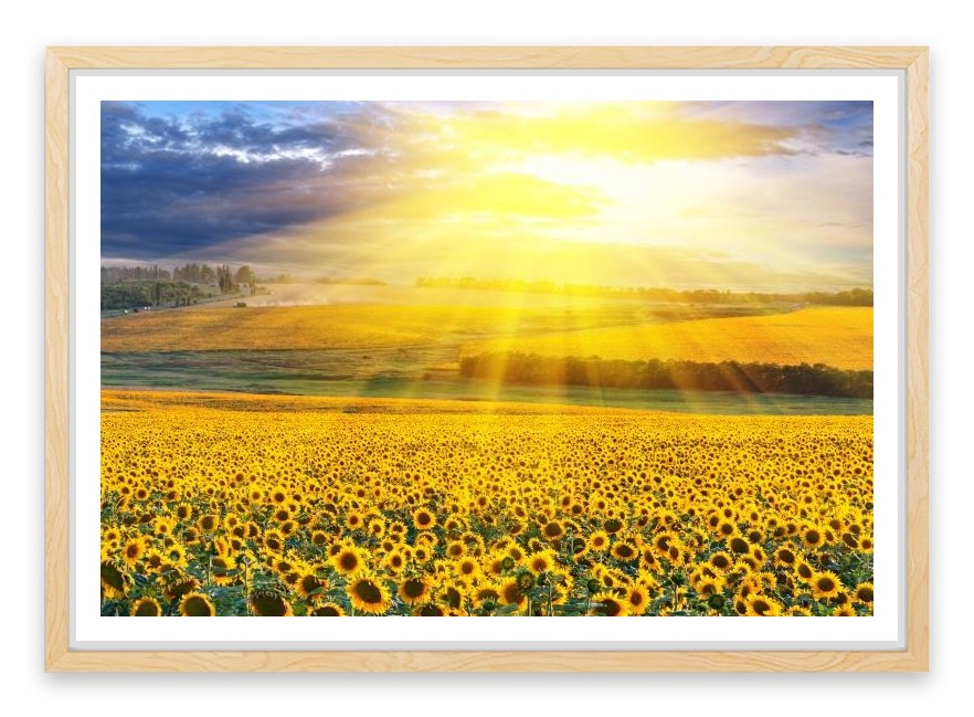 Sunflower field sunset