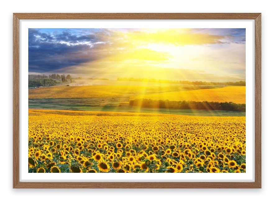 Sunflower field sunset