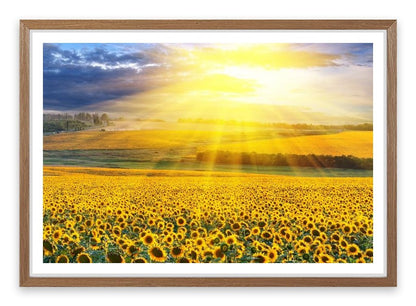 Sunflower field sunset