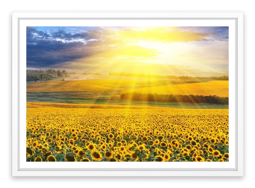 Sunflower field sunset