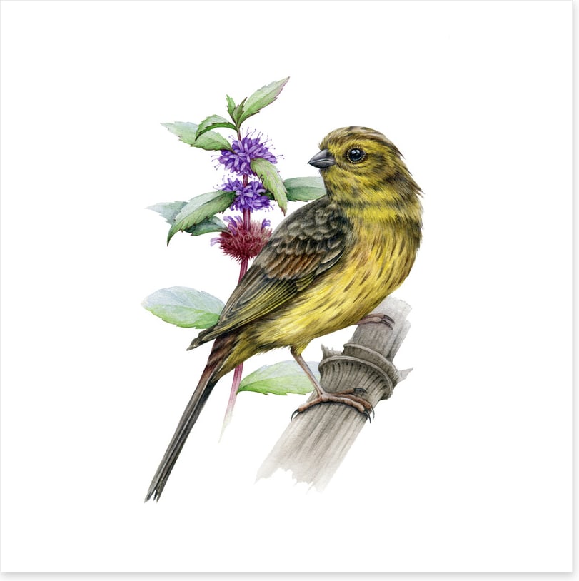 Little yellowhammer