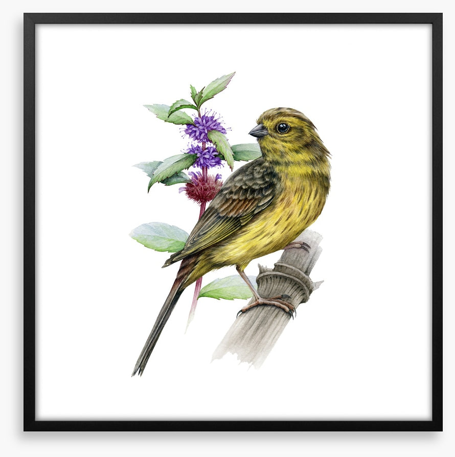 Little yellowhammer
