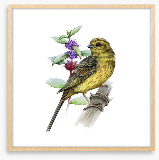 Little yellowhammer