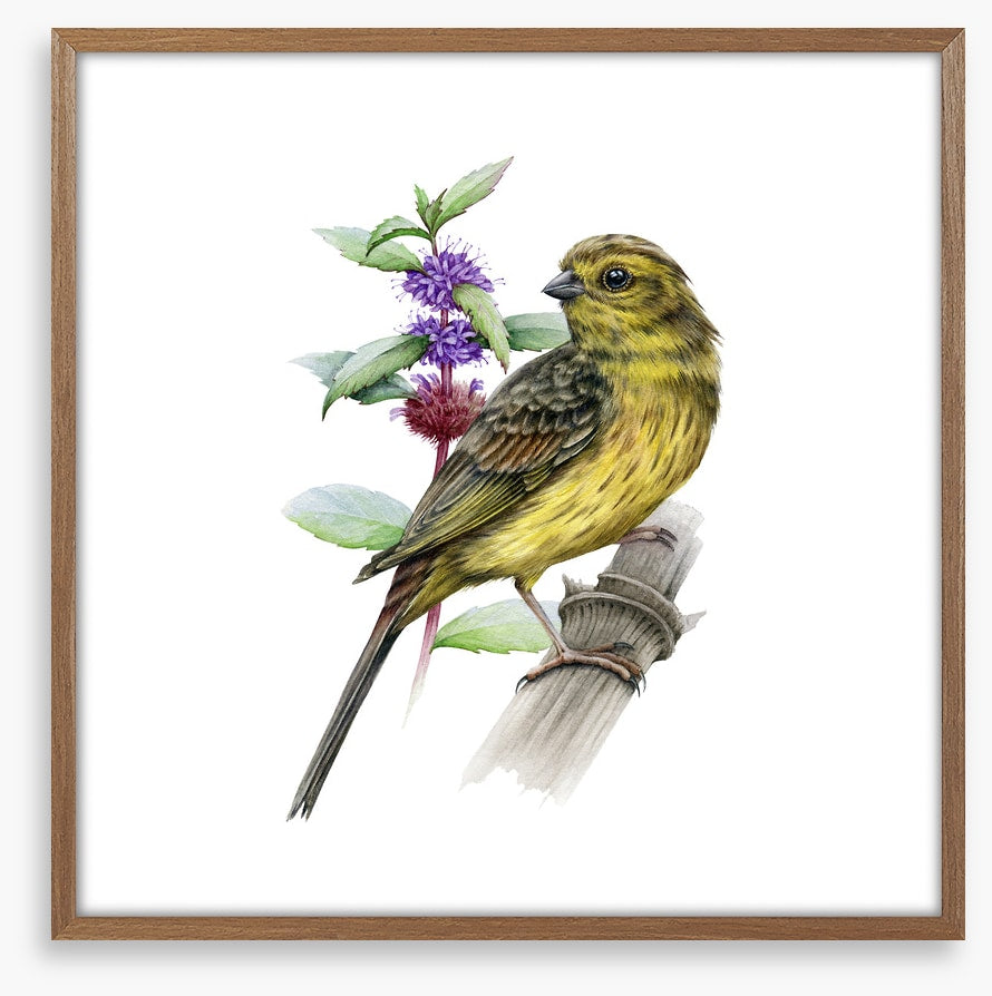 Little yellowhammer