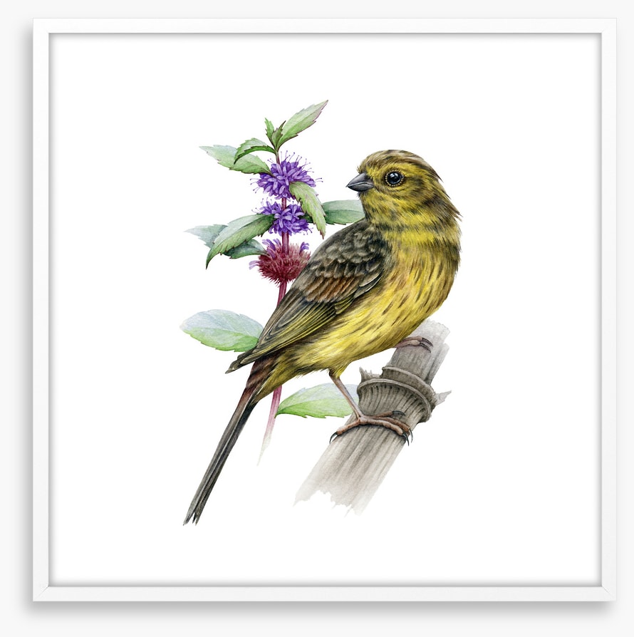 Little yellowhammer