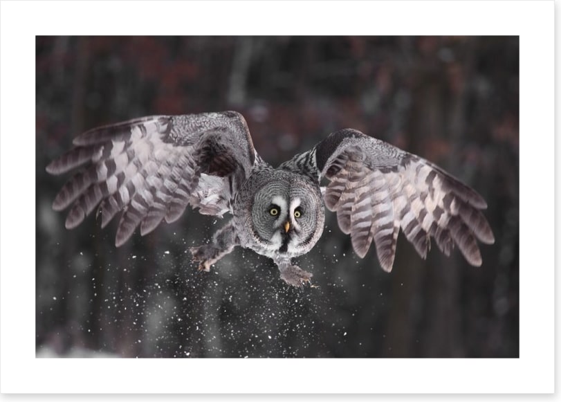 Great grey owl