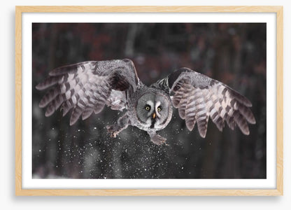Great grey owl