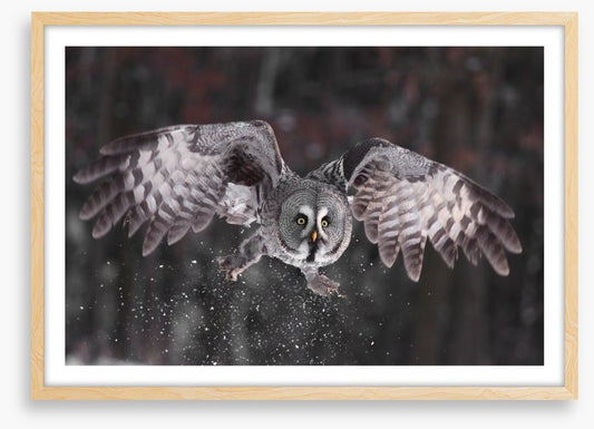 Great grey owl