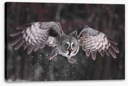 Great grey owl