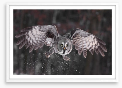 Great grey owl