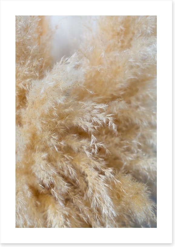 Puffy pampas