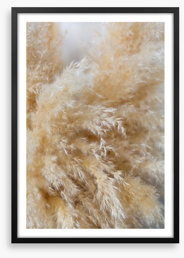Puffy pampas