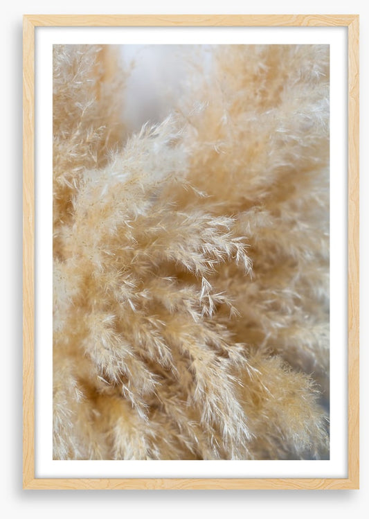 Puffy pampas