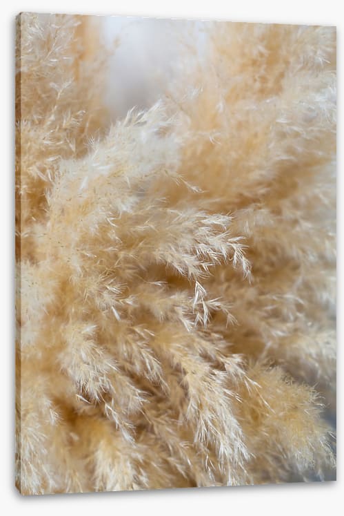 Puffy pampas
