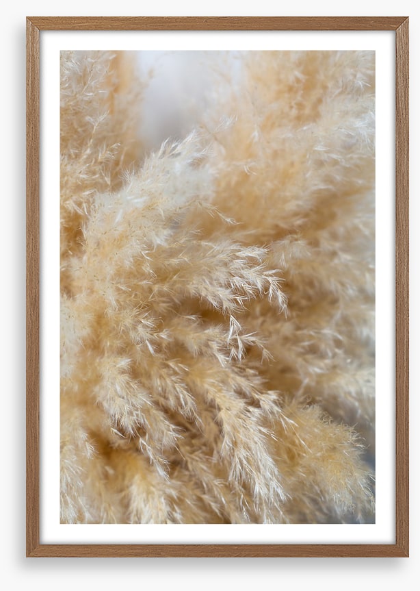 Puffy pampas