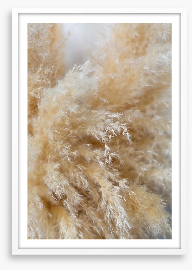 Puffy pampas