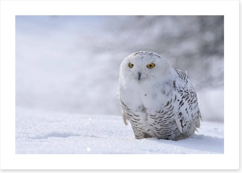 Beautiful snowy owl