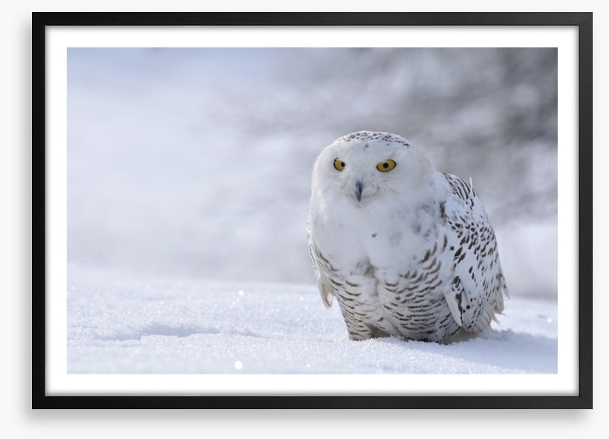 Beautiful snowy owl