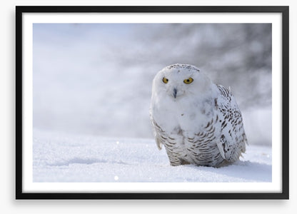 Beautiful snowy owl