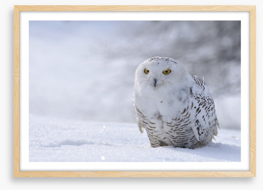 Beautiful snowy owl