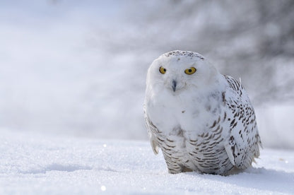 Beautiful snowy owl